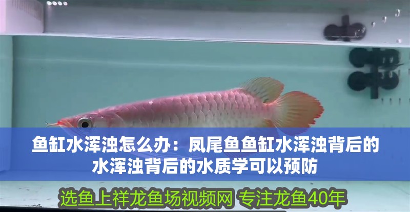 魚缸水渾濁怎么辦：鳳尾魚魚缸水渾濁背后的水渾濁背后的水質學可以預防