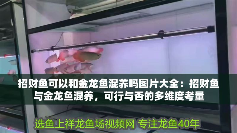 招財魚可以和金龍魚混養嗎圖片大全：招財魚與金龍魚混養，可行與否的多維度考量