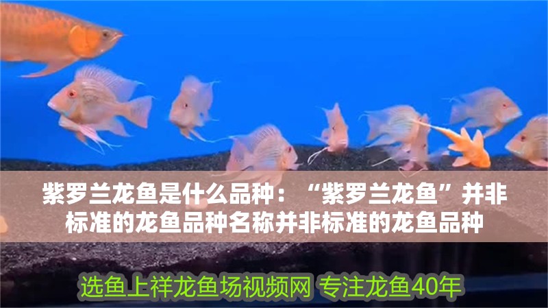 紫羅蘭龍魚是什么品種：“紫羅蘭龍魚”并非標準的龍魚品種名稱并非標準的龍魚品種