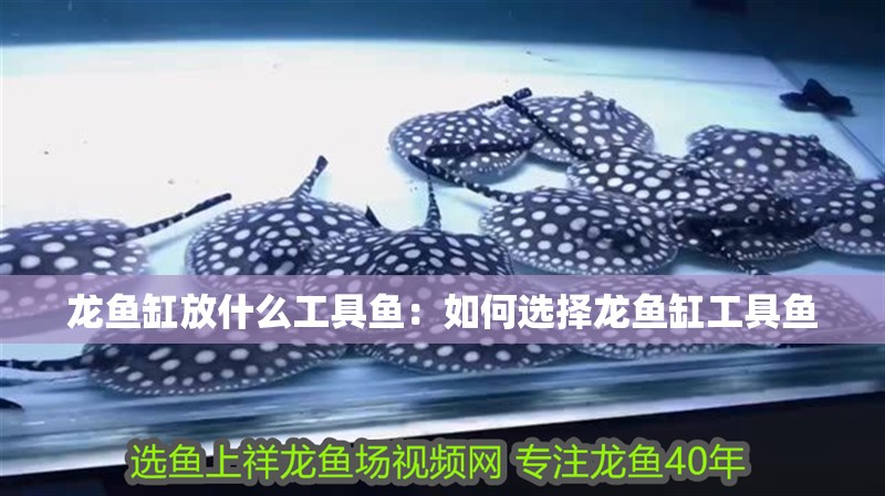 龍魚缸放什么工具魚：如何選擇龍魚缸工具魚