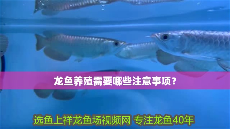 龍魚養(yǎng)殖需要哪些注意事項(xiàng)？