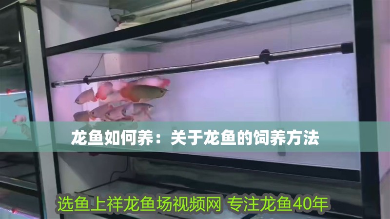 龍魚如何養(yǎng)：關(guān)于龍魚的飼養(yǎng)方法