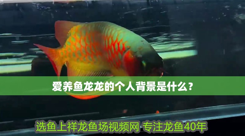 愛養魚龍龍的個人背景是什么？