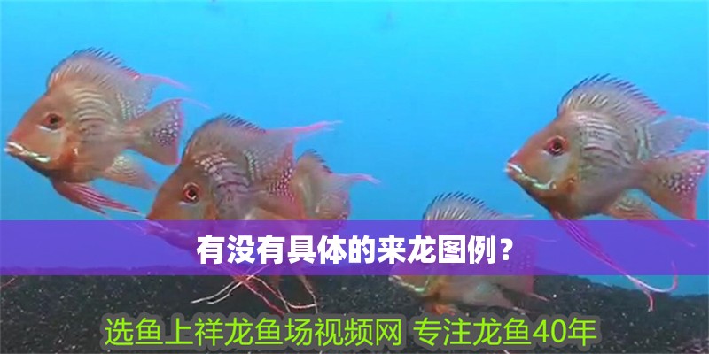 有沒有具體的來龍圖例？