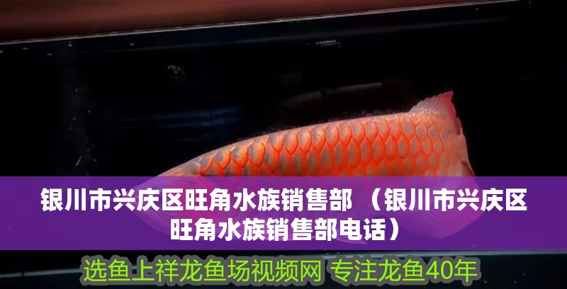 銀川市興慶區旺角水族銷售部 （銀川市興慶區旺角水族銷售部電話）