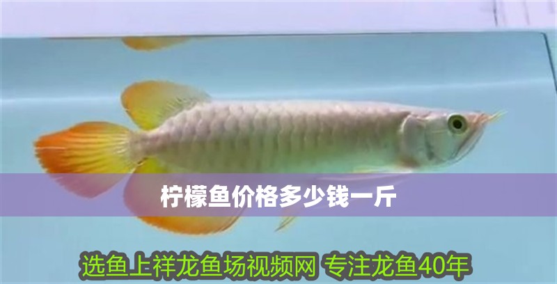 檸檬魚價格多少錢一斤