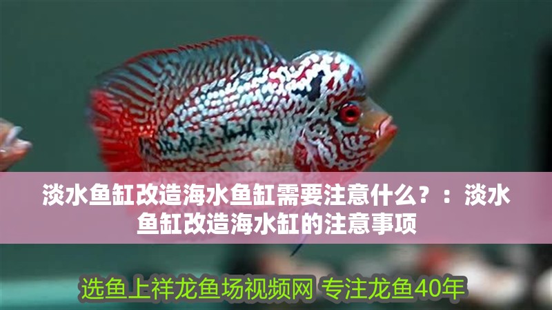 淡水魚缸改造海水魚缸需要注意什么？：淡水魚缸改造海水缸的注意事項(xiàng)
