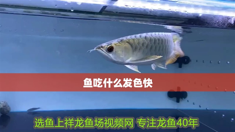 魚缸過濾器選購指南:自制魚缸過濾器魚缸上置過濾器對于養魚愛好者的必備知識 魚吃什么發色快 龍魚論壇 魚吃什么發色快 魚吃什么發色快 龍魚論壇