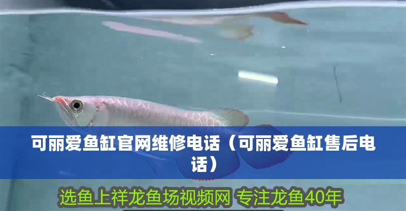 魚缸過濾器選購指南:自制魚缸過濾器魚缸上置過濾器對于養魚愛好者的必備知識 可麗愛魚缸官網維修電話(可麗愛魚缸售后電話) 魚缸百科 可麗愛魚缸官網維修電話(可麗愛魚缸售后電話) 可麗愛魚缸官網維修電話(可麗愛魚缸售后電話) 魚缸百科