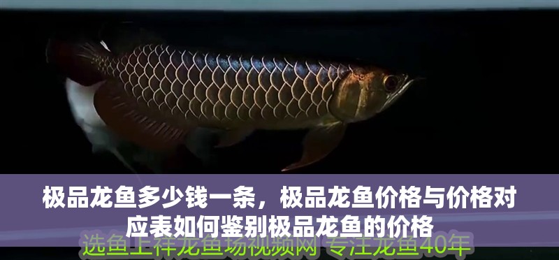 極品龍魚多少錢一條，極品龍魚價格與價格對應表如何鑒別極品龍魚的價格