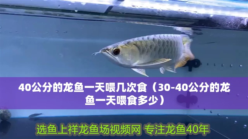 什么魚能和龍魚、虎魚混養(龍魚能和虎魚混養嗎) 40公分的龍魚一天喂幾次食(30-40公分的龍魚一天喂食多少) 龍魚百科 40公分的龍魚一天喂幾次食(30-40公分的龍魚一天喂食多少) 40公分的龍魚一天喂幾次食(30-40公分的龍魚一天喂食多少) 龍魚百科