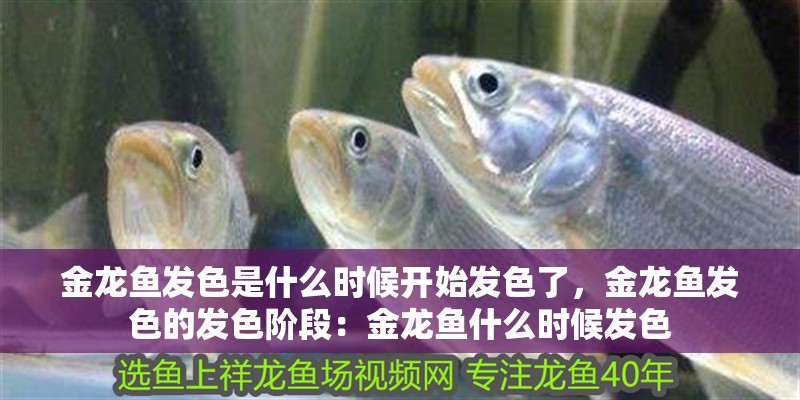 金龍魚發色是什么時候開始發色了，金龍魚發色的發色階段：金龍魚什么時候發色 金龍魚發色是什么時候開始發色了，金龍魚發色的發色階段：金龍魚什么時候發色 龍魚百科