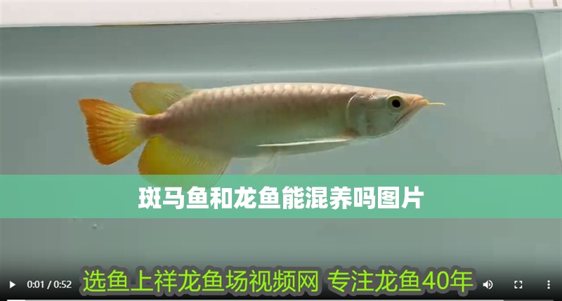 斑馬魚和龍魚能混養嗎圖片