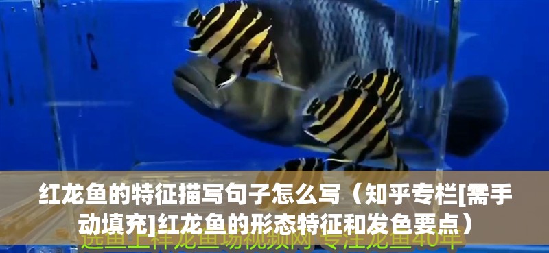 紅龍魚的特征描寫句子怎么寫（知乎專欄[需手動填充]紅龍魚的形態特征和發色要點）