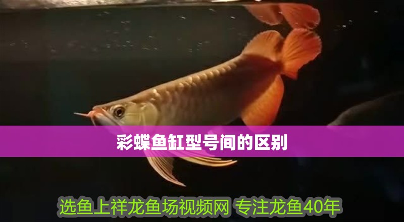 彩蝶魚缸型號間的區別