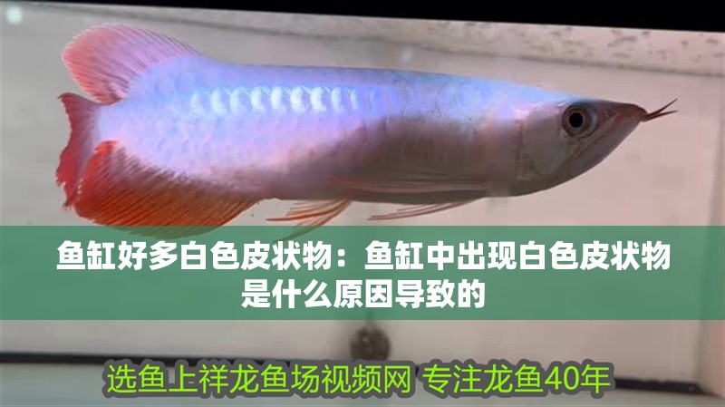 魚缸好多白色皮狀物：魚缸中出現白色皮狀物是什么原因導致的