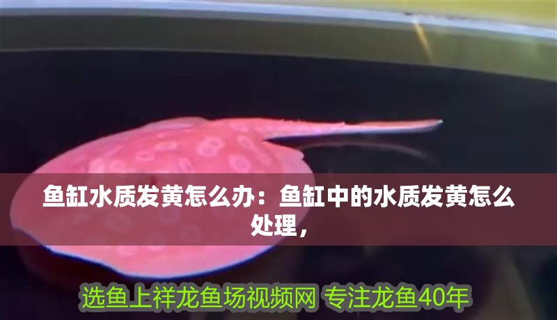 魚缸過濾器選購指南:自制魚缸過濾器魚缸上置過濾器對于養魚愛好者的必備知識 魚缸水質發黃怎么辦:魚缸中的水質發黃怎么處理, 魚缸百科 魚缸水質發黃怎么辦:魚缸中的水質發黃怎么處理, 魚缸水質發黃怎么辦:魚缸中的水質發黃怎么處理, 魚缸百科