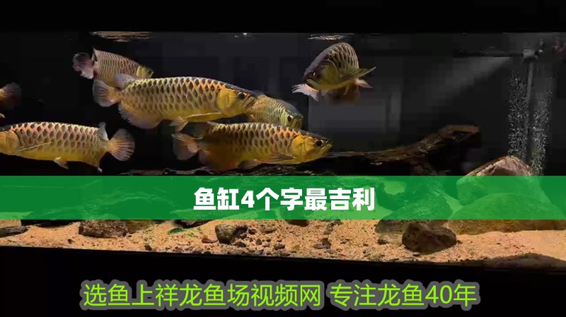 魚缸4個字最<strong><mark>吉利</mark></strong>