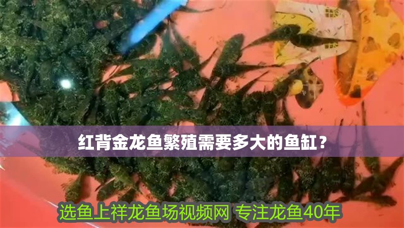 紅背金龍魚繁殖需要多大的魚缸？