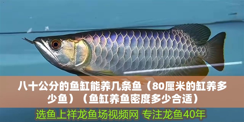 八十公分的魚缸能養幾條魚（80厘米的缸養多少魚）（魚缸養魚密度多少合適） 八十公分的魚缸能養幾條魚（80厘米的缸養多少魚）（魚缸養魚密度多少合適） 魚缸百科