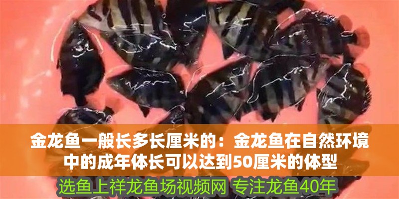 金龍魚一般長多長厘米的：金龍魚在自然環境中的成年體長可以達到50厘米的體型