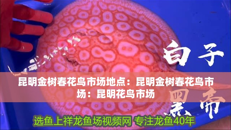 魚缸造景先放沙還是先放水(魚缸造景先鋪沙還是先放石頭) 昆明金樹春花鳥市場地點:昆明金樹春花鳥市場:昆明花鳥市場 魚缸百科 昆明金樹春花鳥市場地點:昆明金樹春花鳥市場:昆明花鳥市場 昆明金樹春花鳥市場地點:昆明金樹春花鳥市場:昆明花鳥市場 魚缸百科