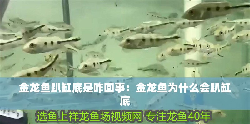 金龍魚趴缸底是咋回事：金龍魚為什么會趴缸底