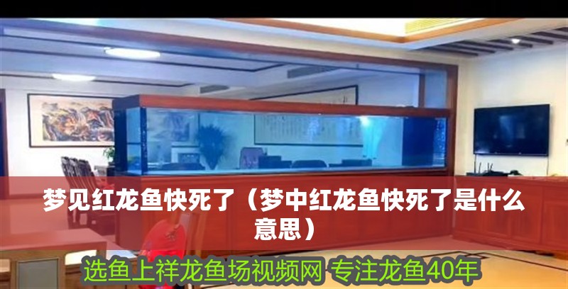 夢見紅龍魚快死了（夢中紅龍魚快死了是什么意思）