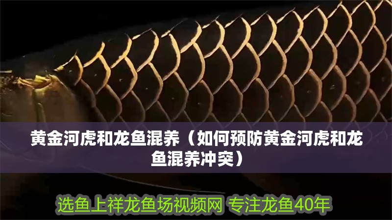 黃金河虎和龍魚混養(yǎng)（如何預防黃金河虎和龍魚混養(yǎng)沖突）