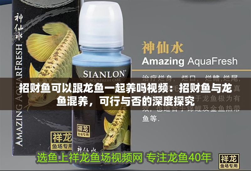 招財(cái)魚可以跟龍魚一起養(yǎng)嗎視頻：招財(cái)魚與龍魚混養(yǎng)，可行與否的深度探究