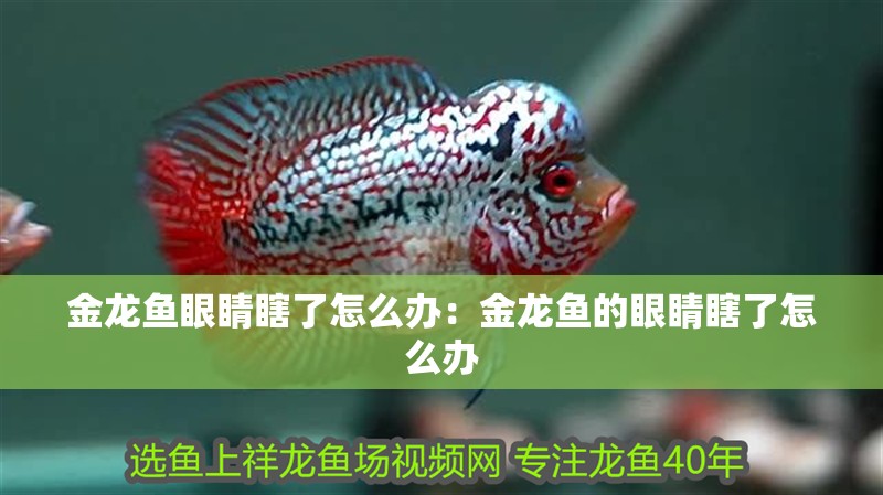 金龍魚眼睛瞎了怎么辦：金龍魚的眼睛瞎了怎么辦