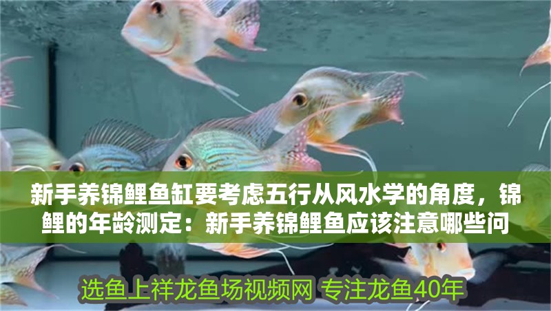 新手養(yǎng)錦鯉魚缸要考慮五行從風(fēng)水學(xué)的角度，錦鯉的年齡測定：新手養(yǎng)錦鯉魚應(yīng)該注意哪些問題？