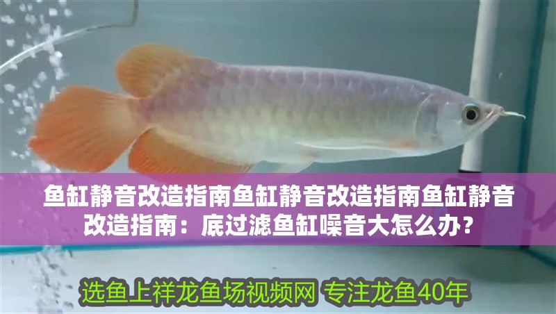 魚缸靜音改造指南魚缸靜音改造指南魚缸靜音改造指南：底過濾魚缸噪音大怎么辦？ 魚缸靜音改造指南魚缸靜音改造指南魚缸靜音改造指南：底過濾魚缸噪音大怎么辦？ 魚缸百科