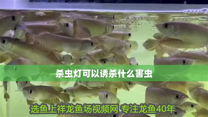 殺蟲燈可以誘殺什么害蟲