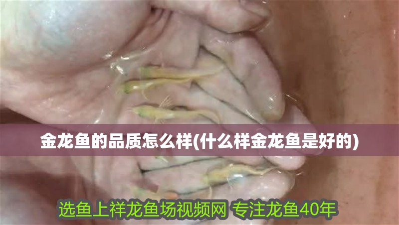 魚(yú)缸用增氧泵價(jià)格是多少:魚(yú)缸增氧機(jī)-xtrac增氧機(jī)-xtrac增氧機(jī) 金龍魚(yú)的品質(zhì)怎么樣(什么樣金龍魚(yú)是好的) 魚(yú)缸百科 金龍魚(yú)的品質(zhì)怎么樣(什么樣金龍魚(yú)是好的) 金龍魚(yú)的品質(zhì)怎么樣(什么樣金龍魚(yú)是好的) 魚(yú)缸百科