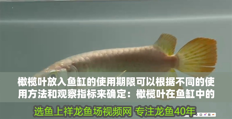 橄欖葉放入魚缸的使用期限可以根據不同的使用方法和觀察指標來確定：橄欖葉在魚缸中的使用期限