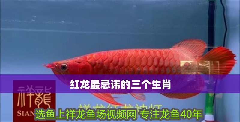 紅龍最忌諱的三個生肖