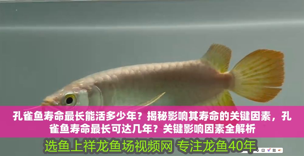 詳細(xì)閱讀:孔雀魚壽命最長能活多少年?揭秘影響其壽命的關(guān)鍵因素,孔雀魚壽命最長可達(dá)幾年?關(guān)鍵影響因素全解析 孔雀魚壽命最長能活多少年?揭秘影響其壽命的關(guān)鍵因素,孔雀魚壽命最長可達(dá)幾年?關(guān)鍵影響因素全解析