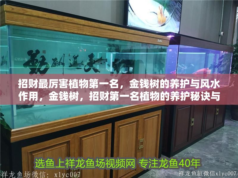 招財(cái)最厲害植物第一名，金錢樹的養(yǎng)護(hù)與風(fēng)水作用，金錢樹，招財(cái)?shù)谝幻参锏酿B(yǎng)護(hù)秘訣與風(fēng)水功效