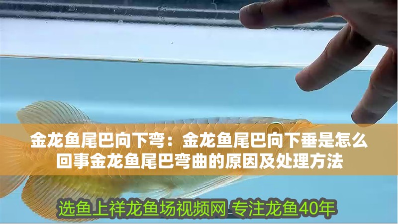 金龍魚尾巴向下彎：金龍魚尾巴向下垂是怎么回事金龍魚尾巴彎曲的原因及處理方法