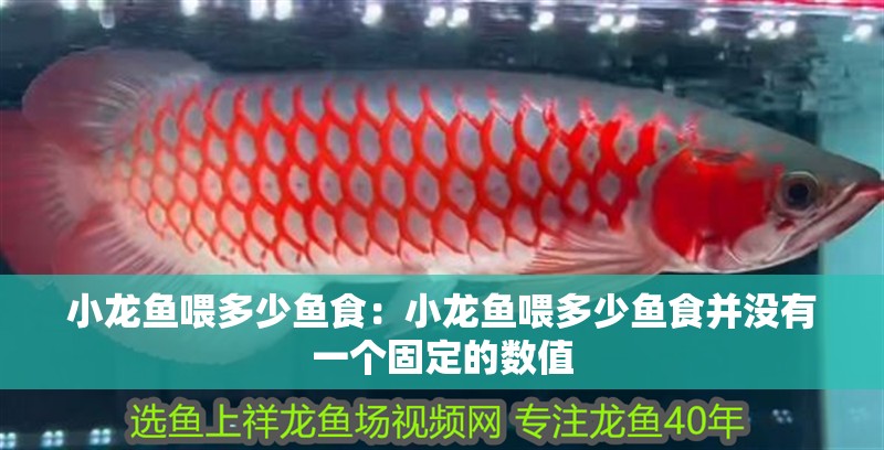 小龍魚喂多少魚食：小龍魚喂多少魚食并沒有一個(gè)固定的數(shù)值 小龍魚喂多少魚食：小龍魚喂多少魚食并沒有一個(gè)固定的數(shù)值 龍魚百科