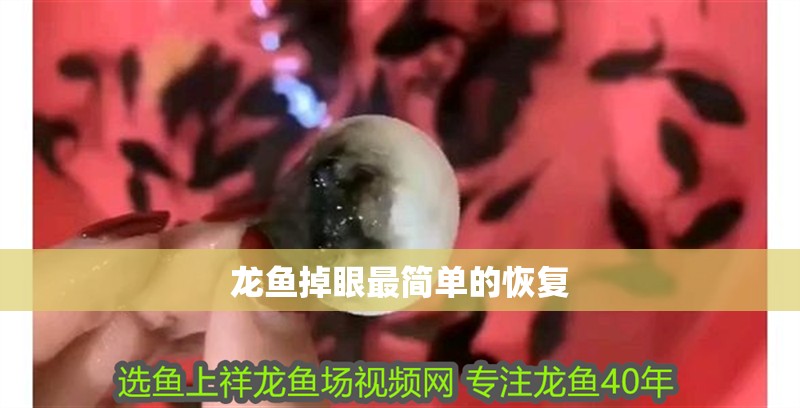 龍魚掉眼最簡單的恢復