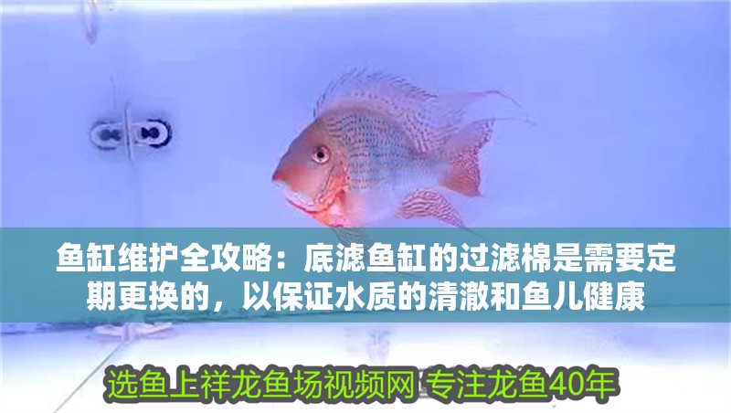 魚缸維護(hù)全攻略：底濾魚缸的過濾棉是需要定期更換的，以保證水質(zhì)的清澈和魚兒健康