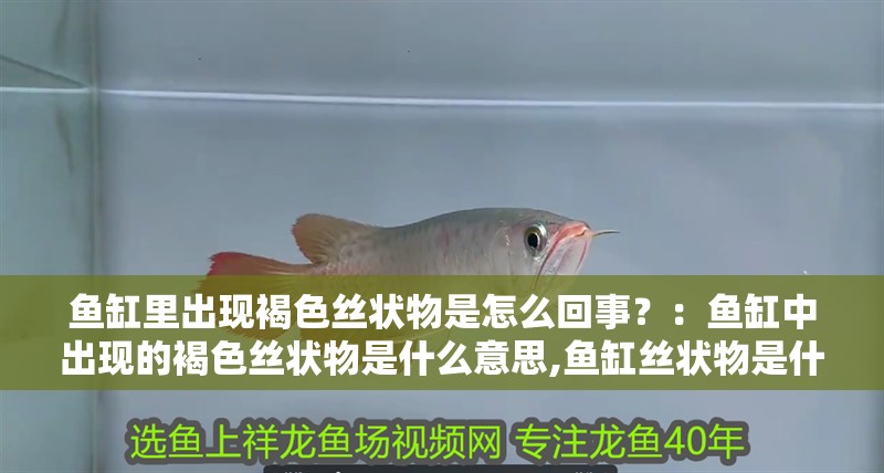 魚缸里出現褐色絲狀物是怎么回事？：魚缸中出現的褐色絲狀物是什么意思,魚缸絲狀物是什么意思 魚缸里出現褐色絲狀物是怎么回事？：魚缸中出現的褐色絲狀物是什么意思,魚缸絲狀物是什么意思 魚缸百科