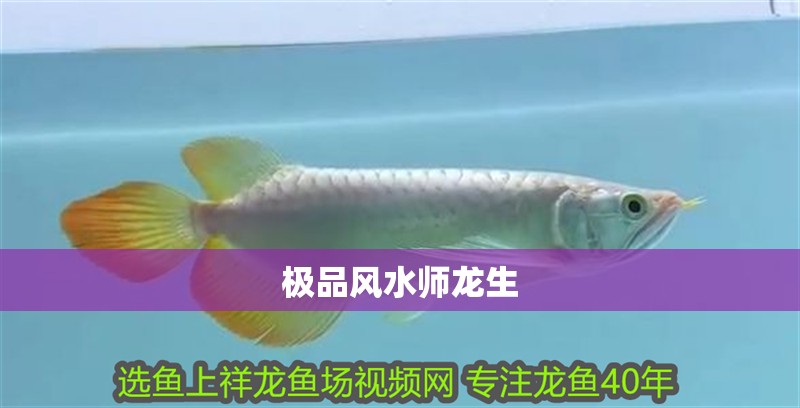 極品風水師龍生