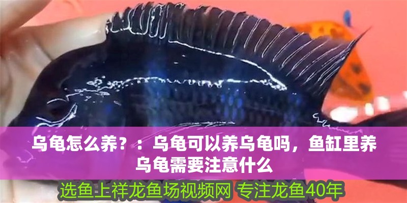 烏龜怎么養？：烏龜可以養烏龜嗎，魚缸里養烏龜需要注意什么