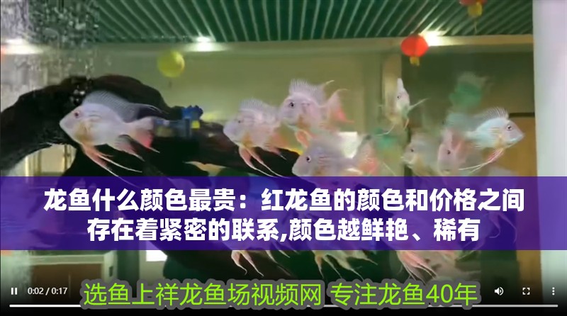 龍魚什么顏色最貴：紅龍魚的顏色和價格之間存在著緊密的聯(lián)系,顏色越鮮艷、稀有
