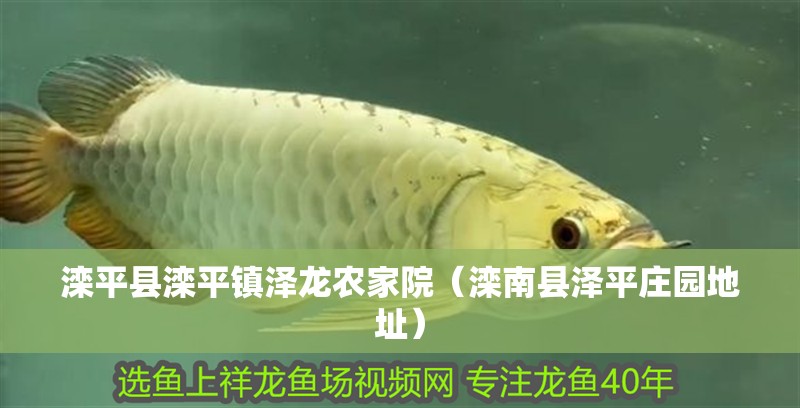 灤平縣灤平鎮(zhèn)澤龍農(nóng)家院（灤南縣澤平莊園地址）