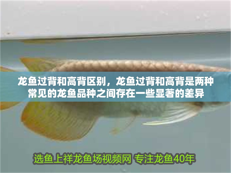 龍魚過背和高背區別，龍魚過背和高背是兩種常見的龍魚品種之間存在一些顯著的差異