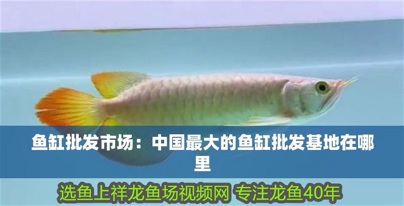 魚缸批發市場：中國最大的魚缸批發基地在哪里